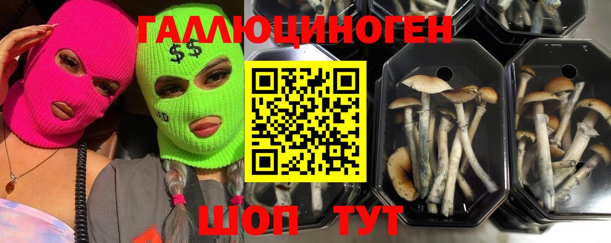 Псилоцибиновые грибы мицелий Острогожск